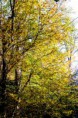 /album/galleria-foto-galleria-fotografica/giallo-autunnale-2-jpg/